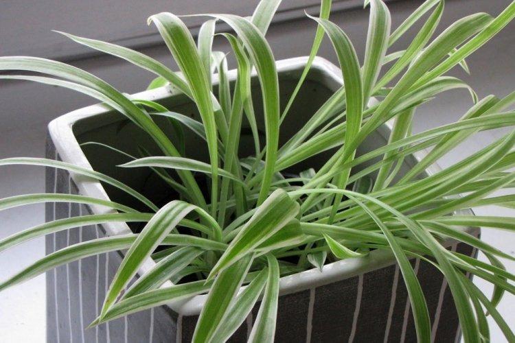 Chlorophytum - fotografia Chlorophytum - fotografia