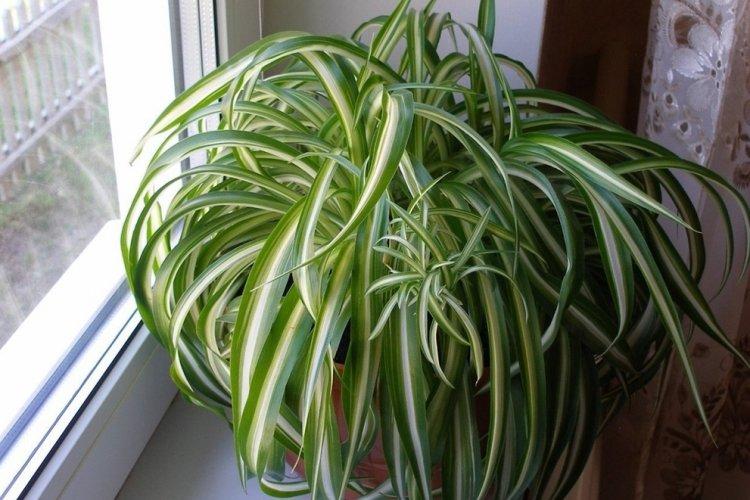 Chlorophytum - fotografia Chlorophytum - fotografia