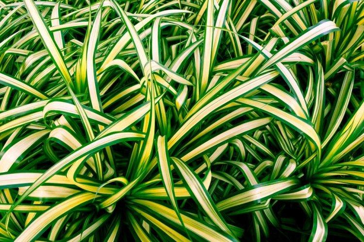 Chlorophytum - fotografia Chlorophytum - fotografia