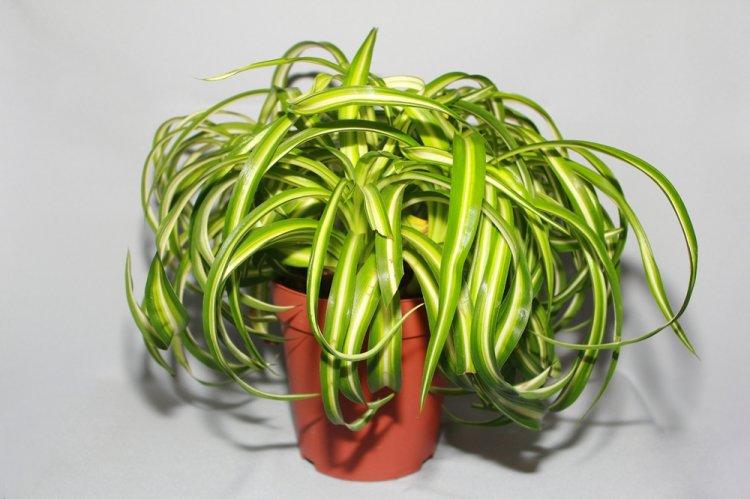Chlorophytum - fotografia Chlorophytum - fotografia