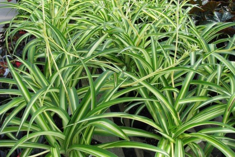 Chlorophytum - fotografia Chlorophytum - fotografia