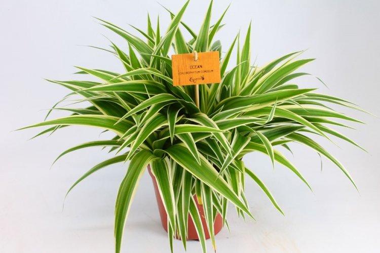 Chlorophytum - fotografia Chlorophytum - fotografia