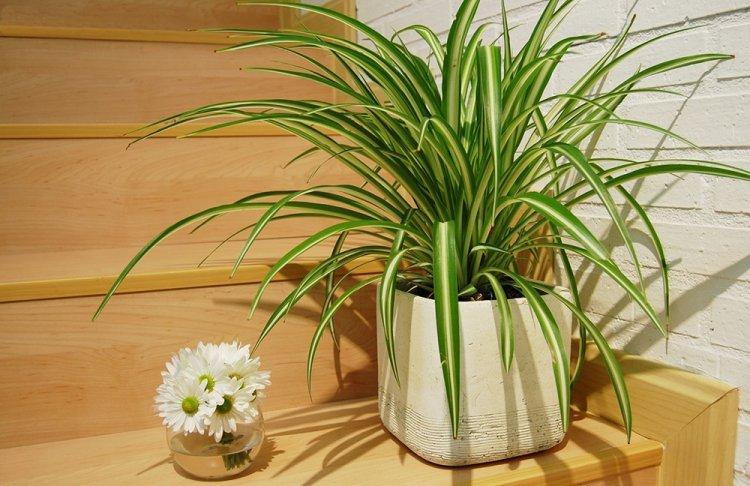 Chlorophytum - fotografia Chlorophytum - fotografia