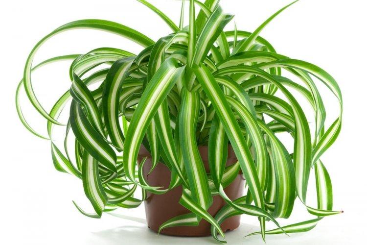 Chlorophytum - fotografia Chlorophytum - fotografia