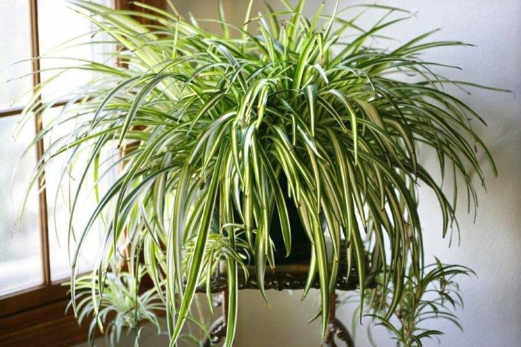 Chlorophytum - fotografia Chlorophytum - fotografia