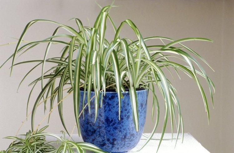 Chlorophytum - fotografia Chlorophytum - fotografia