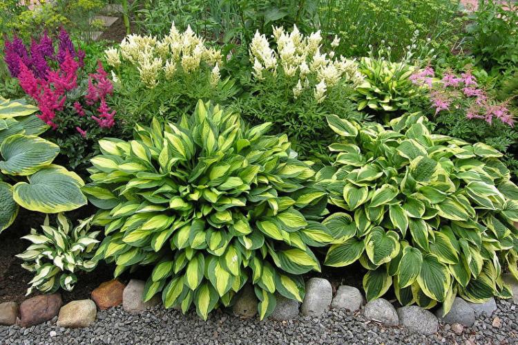 Hosta (70 photos): plantation et entretien, culture