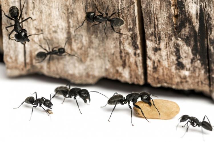 How to get rid of ants in the house: methods and tips