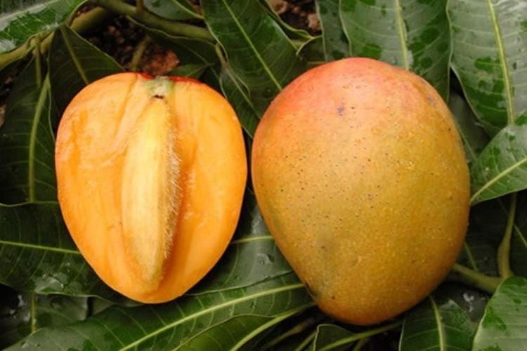 Comment faire pousser de la mangue à partir de graines à la maison