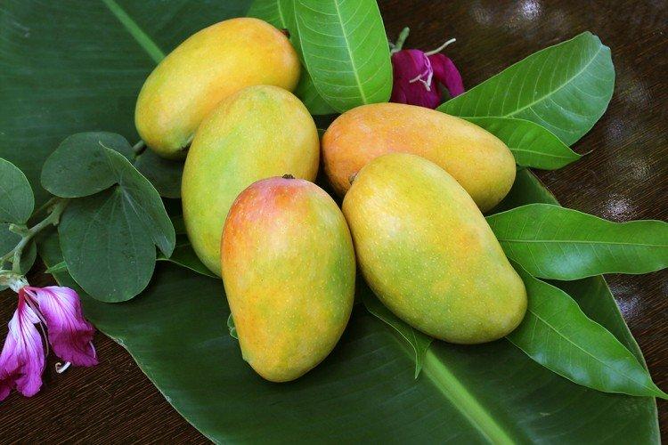 Ako si vybrať mango na výsadbu - Ako doma pestovať mango zo semienka Ako si vybrať mango na výsadbu - Ako doma pestovať mango zo semienka