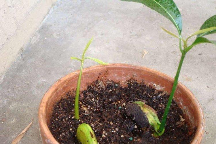 Ako zasadiť mango - Ako pestovať mango zo semienka doma Ako zasadiť mango - Ako pestovať mango zo semienka doma