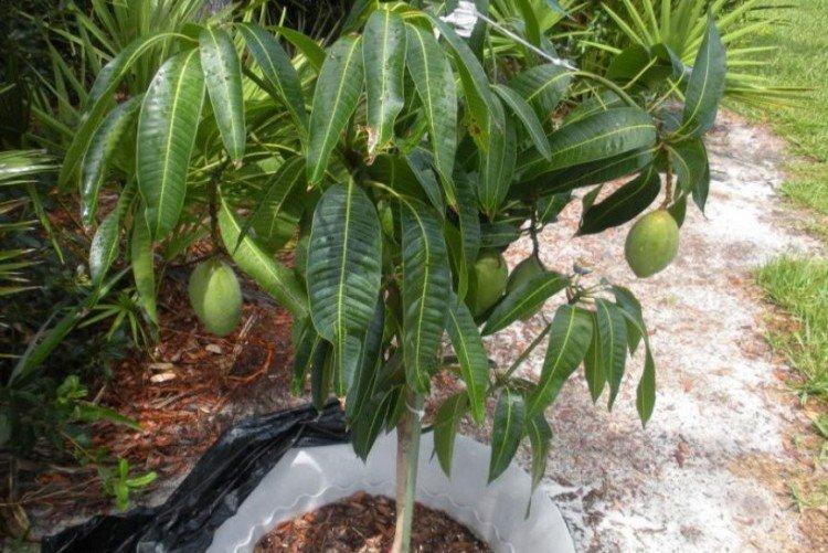 Ako transplantovať a tvarovať mango - Ako pestovať mango z kameňa doma Ako transplantovať a tvarovať mango - Ako pestovať mango z kameňa doma