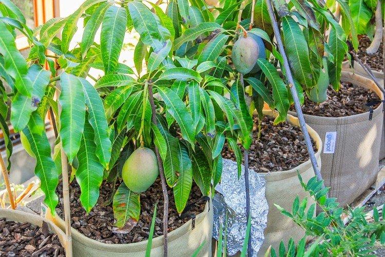Dá mango ovocie - Ako pestovať mango z kameňa doma Dá mango ovocie - Ako pestovať mango z kameňa doma