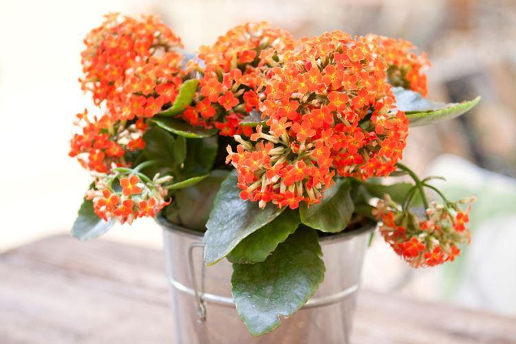 Kalanchoe (60 photos): types et caractéristiques des soins