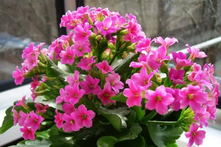 Kalanchoe : soins à domicile, reproduction et transplantation