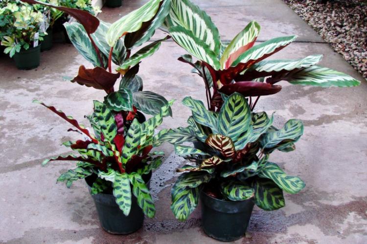 Všeobecná charakteristika - Calathea Všeobecná charakteristika - Calathea