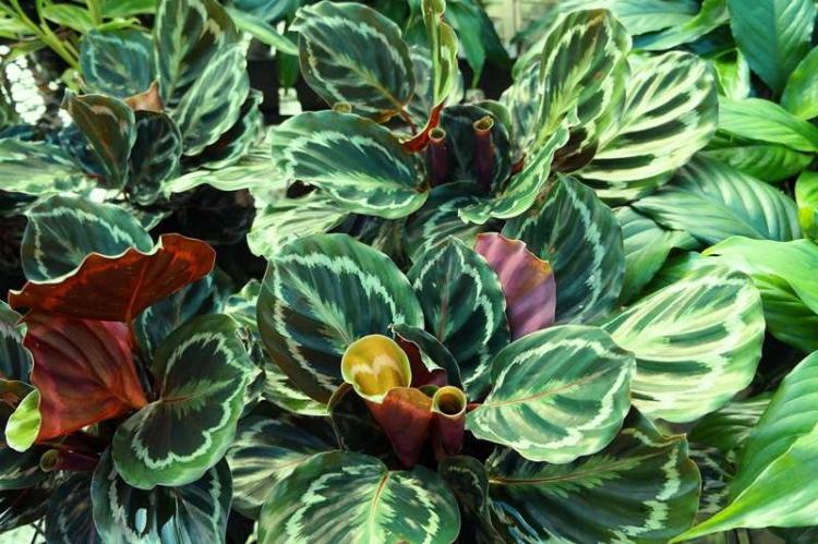 Všeobecná charakteristika - Calathea Všeobecná charakteristika - Calathea