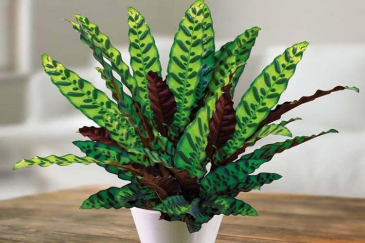 Calathea je nádherná - druhy kalathea Calathea je nádherná - druhy kalathea