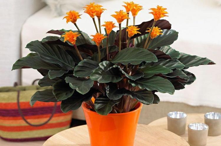 Calathea Crocata - Druhy Calathea Calathea Crocata - Druhy Calathea