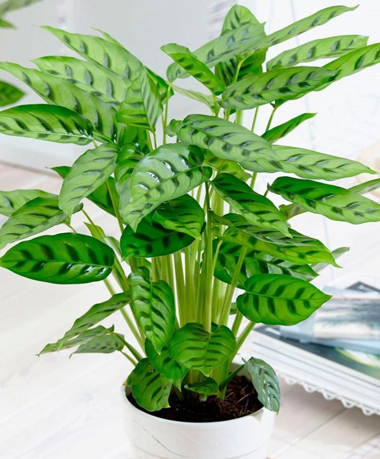Calathea leopard - druhy kalathea Calathea leopard - druhy kalathea