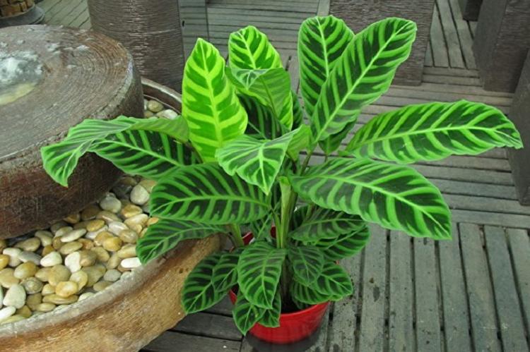 Calathea zebra - Druhy kalathea Calathea zebra - Druhy kalathea