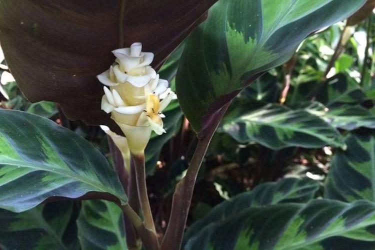 Calathea Varshevich - Druhy Calathea Calathea Varshevich - Druhy Calathea