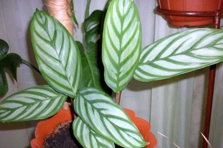 Calathea Bahema - Druhy Calathea Calathea Bahema - Druhy Calathea