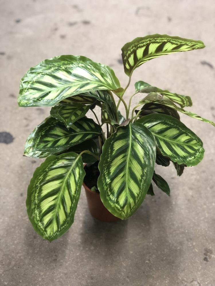 Calathea Makoya - Druhy Calathea Calathea Makoya - Druhy Calathea