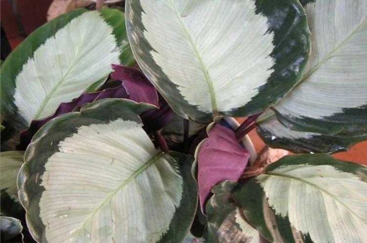 Maľovaná Calathea - druhy Calathea Maľovaná Calathea - druhy Calathea