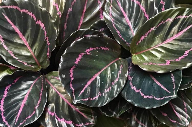 Calathea Roseopicta - Druhy Calathea Calathea Roseopicta - Druhy Calathea