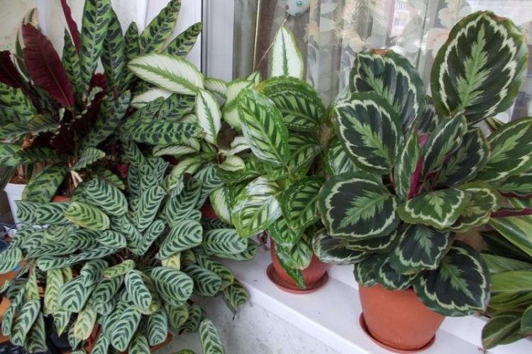 Teplota - starostlivosť o Calathea Teplota - starostlivosť o Calathea