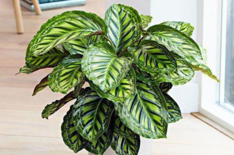 Osvetlenie - starostlivosť o Calathea Osvetlenie - starostlivosť o Calathea