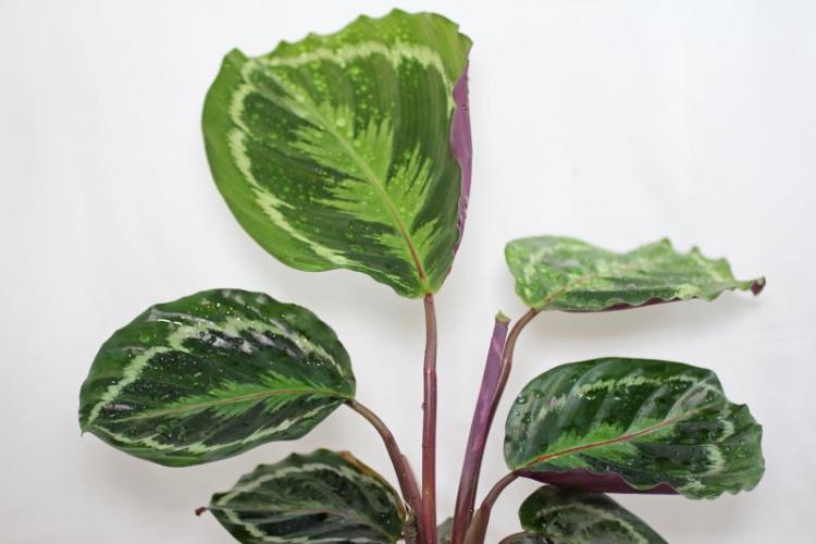 Polievanie - starostlivosť o Calathea Polievanie - starostlivosť o Calathea