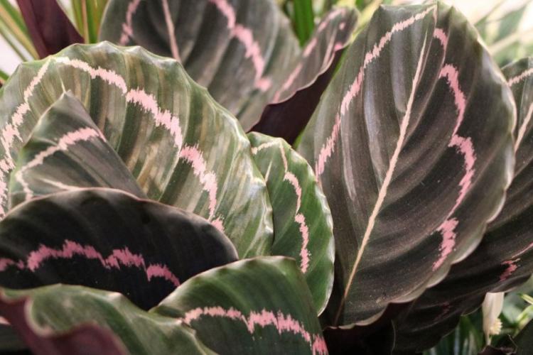 Hnojivá a kŕmenie - starostlivosť o Calathea Hnojivá a kŕmenie - starostlivosť o Calathea