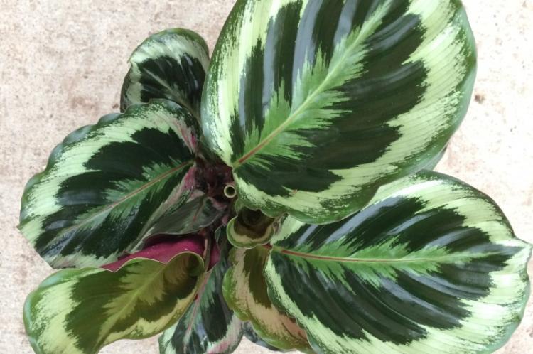 Prerezávanie - starostlivosť o Calathea Prerezávanie - starostlivosť o Calathea