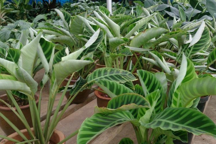 Výsadba a reprodukcia - Calathea Výsadba a reprodukcia - Calathea