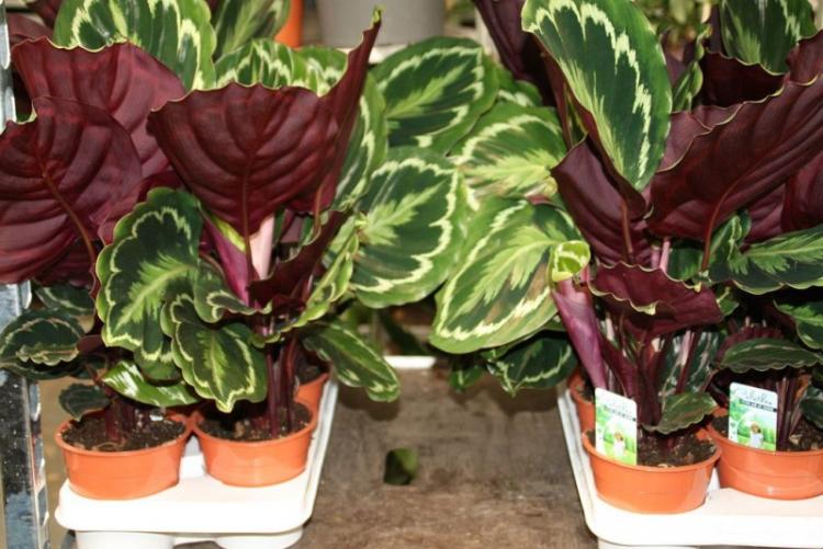 Výsadba a reprodukcia - Calathea Výsadba a reprodukcia - Calathea
