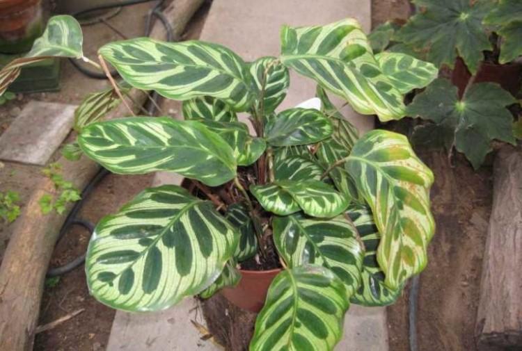 Kontrola škodcov a chorôb - Calathea Kontrola škodcov a chorôb - Calathea