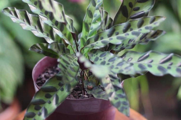 Calathea - foto Calathea - foto
