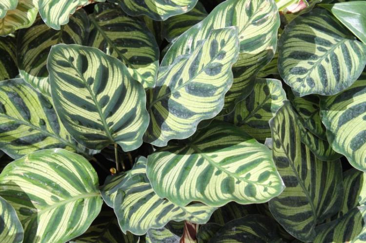 Calathea - foto Calathea - foto