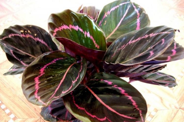 Calathea - foto Calathea - foto