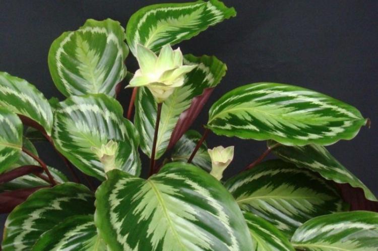 Calathea - foto Calathea - foto