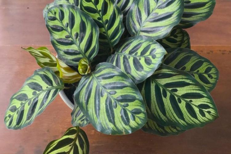 Calathea - foto Calathea - foto