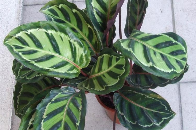 Calathea - foto Calathea - foto