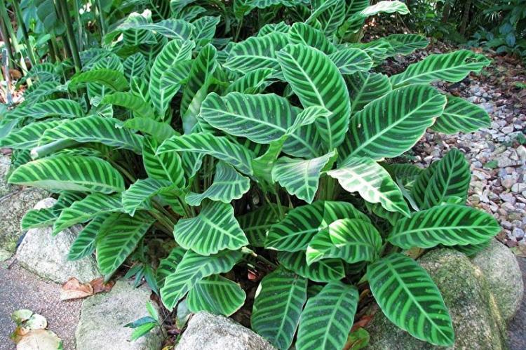 Calathea - foto Calathea - foto