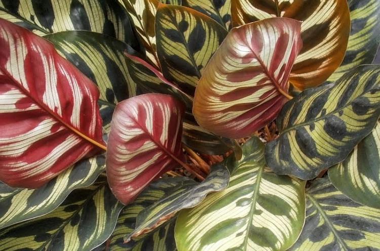 Calathea - foto Calathea - foto