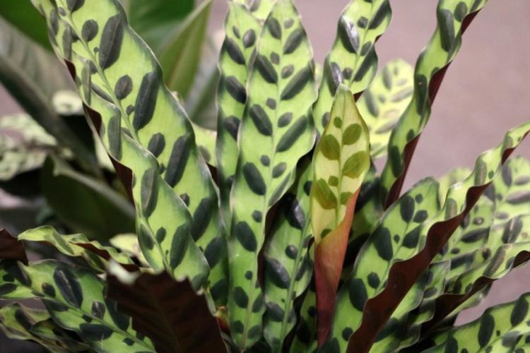 Calathea - foto Calathea - foto