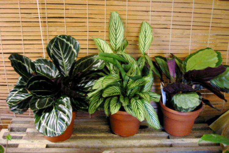 Calathea - foto Calathea - foto