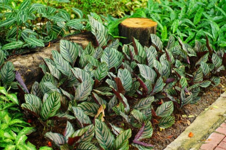 Calathea - foto Calathea - foto