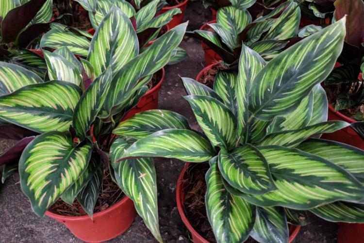 Calathea - foto Calathea - foto